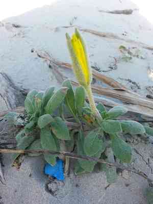 Beach evening primrose(Oenothera drummondii)