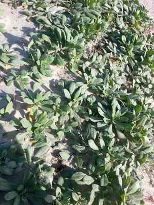 Beach evening primrose(Oenothera drummondii)