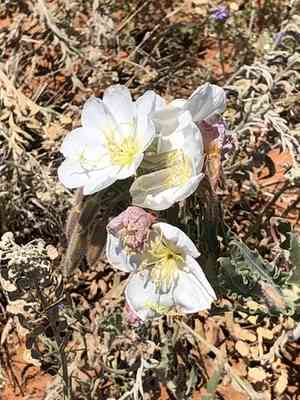 Engelmann's evening primrose(Oenothera engelmannii)