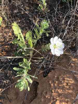 Engelmann's evening primrose(Oenothera engelmannii)