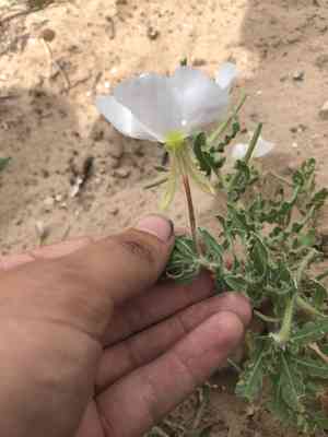 Engelmann's evening primrose(Oenothera engelmannii)