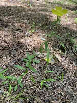 Narrowleaf evening primrose(Oenothera fruticosa)