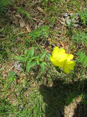 Narrowleaf evening primrose(Oenothera fruticosa)