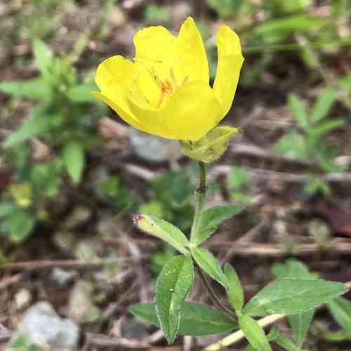 Narrowleaf evening primrose(Oenothera fruticosa)