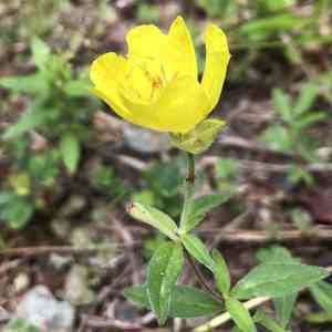 Narrowleaf evening primrose(Oenothera fruticosa)