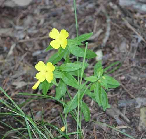 Narrowleaf evening primrose(Oenothera fruticosa)