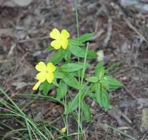 Narrowleaf evening primrose(Oenothera fruticosa)
