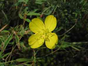 Narrowleaf evening primrose(Oenothera fruticosa)