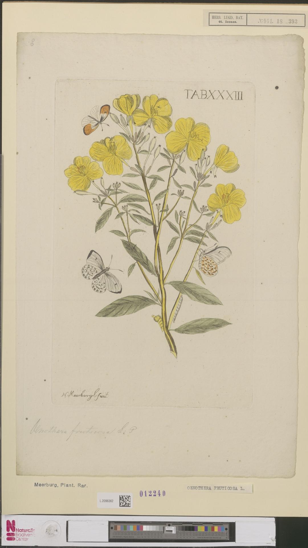 Narrowleaf evening primrose