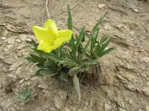 Howard's evening primrose(Oenothera howardii)