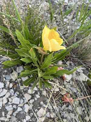 Howard's evening primrose(Oenothera howardii)