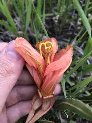 Howard's evening primrose(Oenothera howardii)