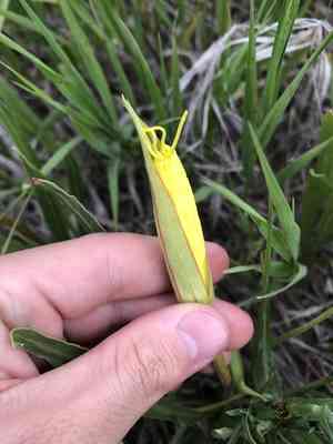Howard's evening primrose(Oenothera howardii)