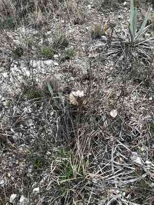 Missouri Evening Primrose(Oenothera macrocarpa)