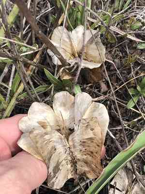 Missouri Evening Primrose(Oenothera macrocarpa)