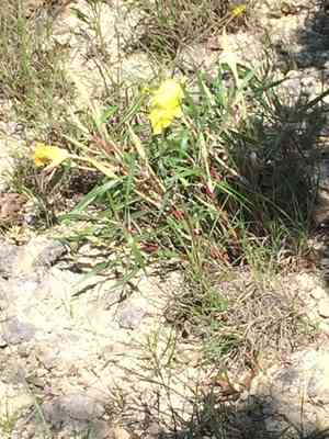 Missouri Evening Primrose(Oenothera macrocarpa)