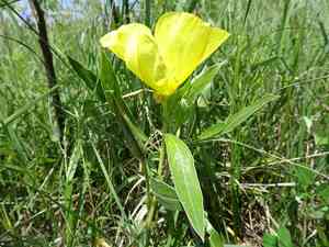 Missouri Evening Primrose(Oenothera macrocarpa)