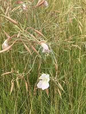 Nuttall's evening primrose(Oenothera nuttallii)