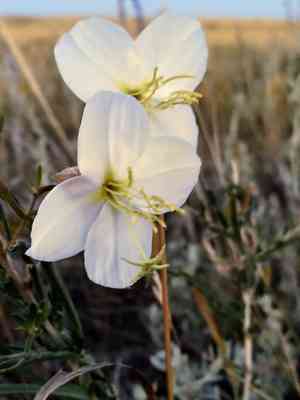 Nuttall's evening primrose(Oenothera nuttallii)