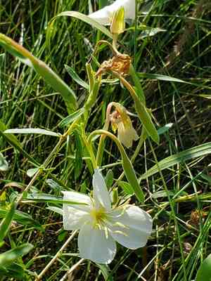 Nuttall's evening primrose(Oenothera nuttallii)