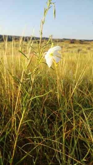 Nuttall's evening primrose(Oenothera nuttallii)