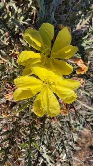 Desert evening primrose(Oenothera primiveris)