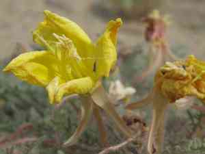 Desert evening primrose(Oenothera primiveris)