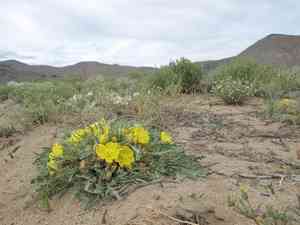 Desert evening primrose(Oenothera primiveris)