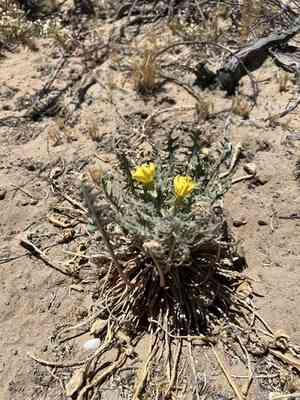 Desert evening primrose(Oenothera primiveris)