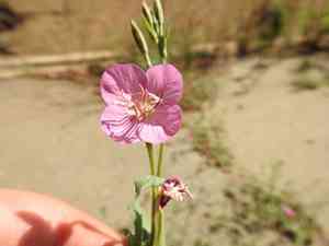 Rose evening primrose(Oenothera rosea)