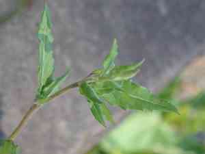 Rose evening primrose(Oenothera rosea)