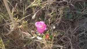 Rose evening primrose(Oenothera rosea)