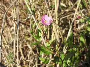 Rose evening primrose(Oenothera rosea)