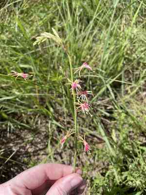 Wavy-leaved gaura(Oenothera sinuosa)