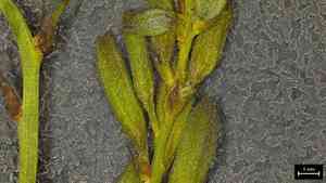 Wavy-leaved gaura(Oenothera sinuosa)