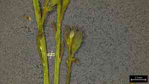 Wavy-leaved gaura(Oenothera sinuosa)