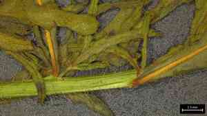 Wavy-leaved gaura(Oenothera sinuosa)