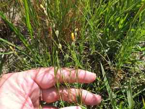 Spach's evening primrose(Oenothera spachiana)
