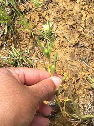 Spach's evening primrose(Oenothera spachiana)