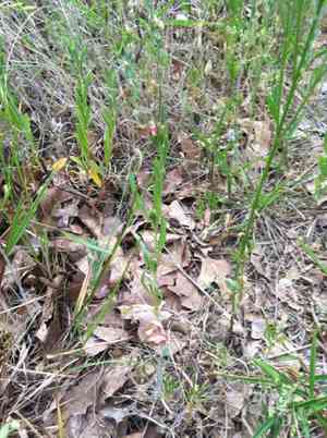 Spach's evening primrose(Oenothera spachiana)