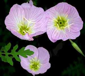 Pinkladies(Oenothera speciosa)