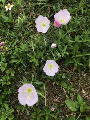 Pinkladies(Oenothera speciosa)