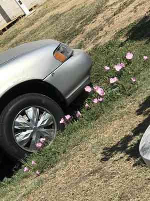 Pinkladies(Oenothera speciosa)