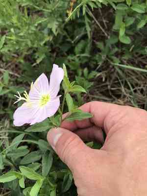Pinkladies(Oenothera speciosa)