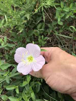Pinkladies(Oenothera speciosa)