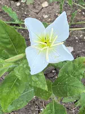 Fourwing evening primrose(Oenothera tetraptera)