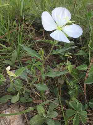 Fourwing evening primrose(Oenothera tetraptera)