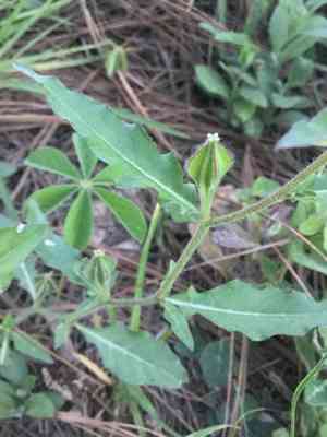Fourwing evening primrose(Oenothera tetraptera)