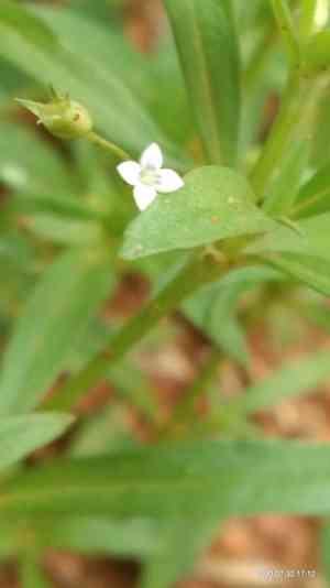Flat-top mille graines(Oldenlandia corymbosa)