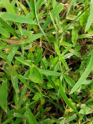 Flat-top mille graines(Oldenlandia corymbosa)